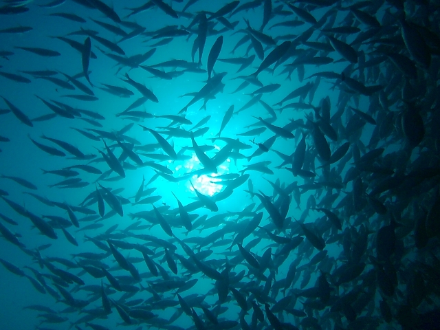  School of fish in the Atlantic 