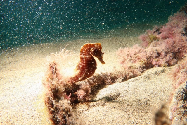  Seahorse at the bottom 