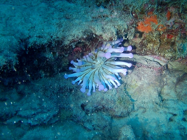  Sea corals 