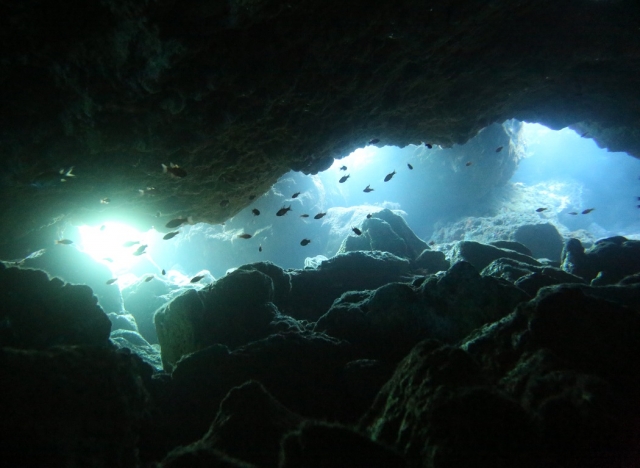  Fish in the marine grotto 