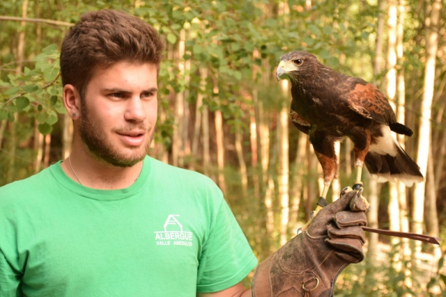  falcoaria no acampamento 