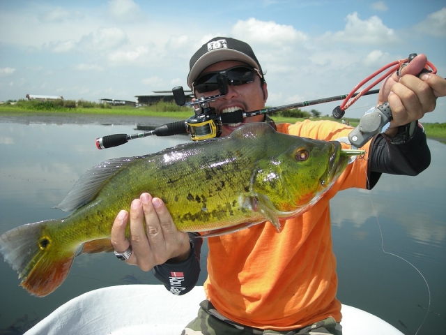 e-6891-peacock-bass-1272322-960-72014682292743903.jpg