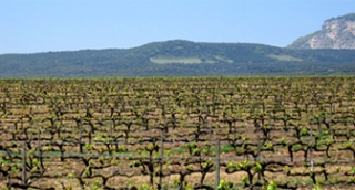 Los viñedos