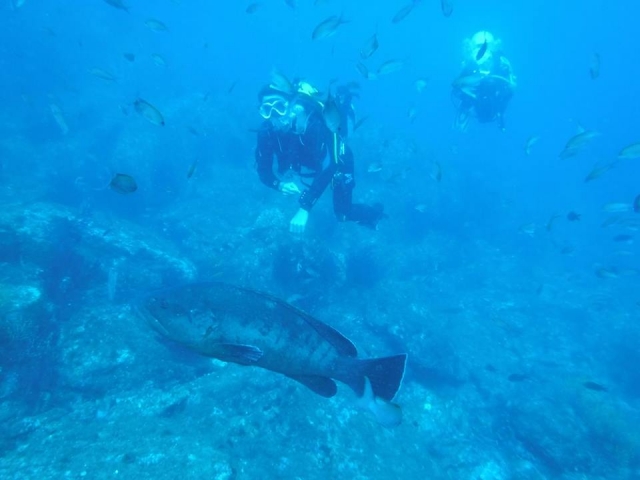  Plongeurs parmi les poissons 