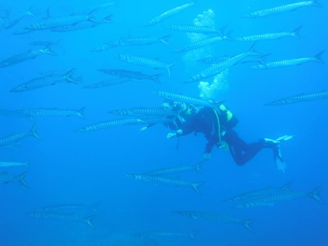  Plongée dans un banc de poissons 