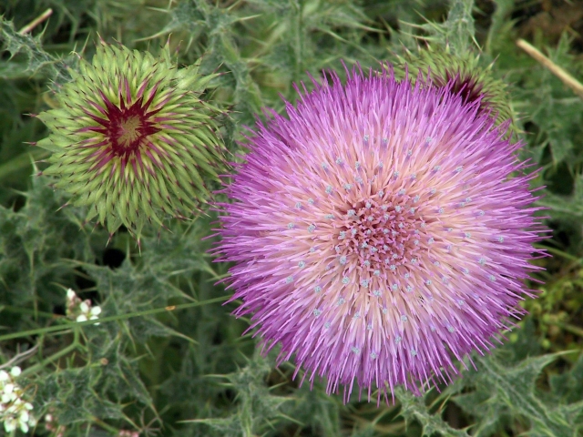  Fleurs sauvages à Jaen 
