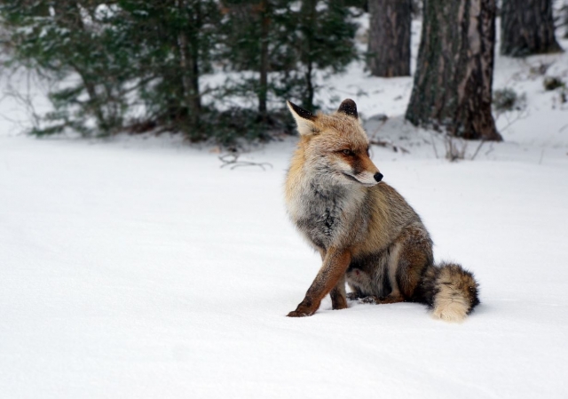  Renard sur la neige