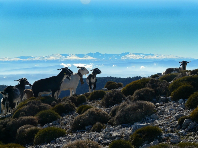  Cabras en la sierra en Jaen 