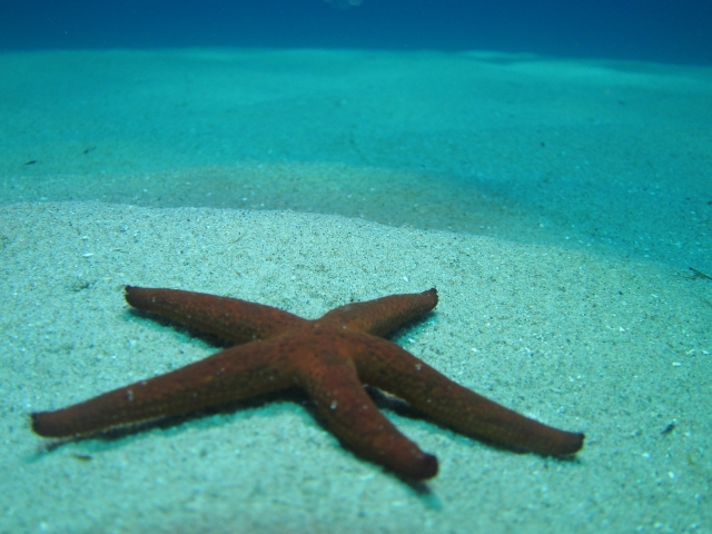  Underwater starfish in the sand at the bottom 