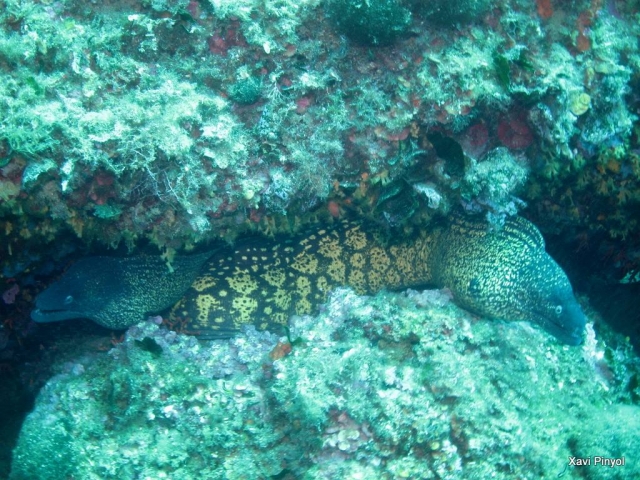  Moray eels hidden among the rocks 