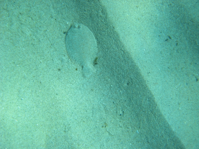  Camouflaged fish 