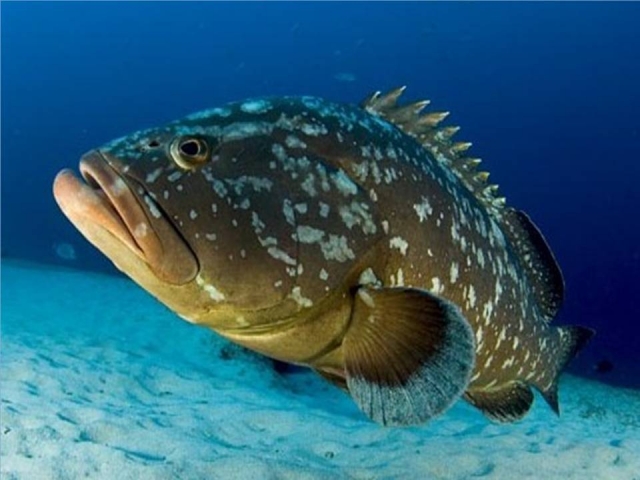 Grouper in the sea 