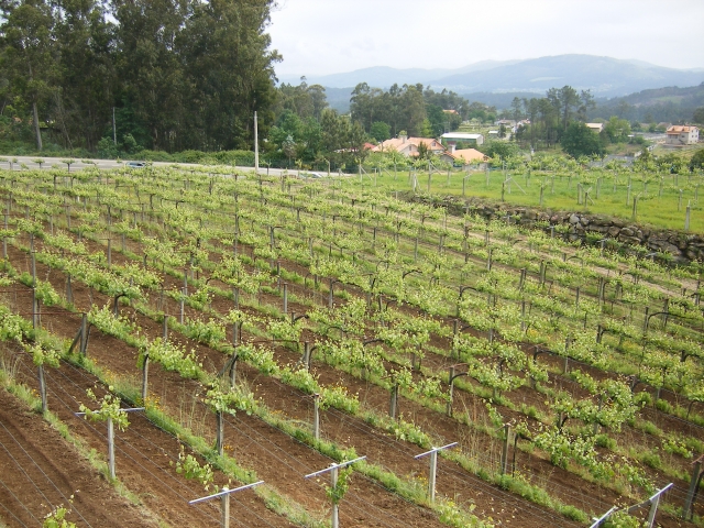 lusco_vinedop-3_a-pazos-de-lusco.jpg