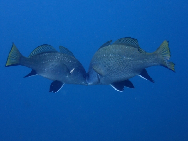  Fisch 
