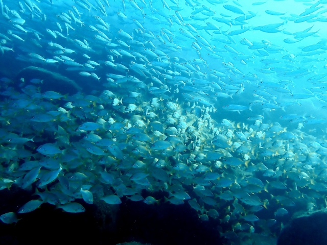 Nuestros sitios de buceo
