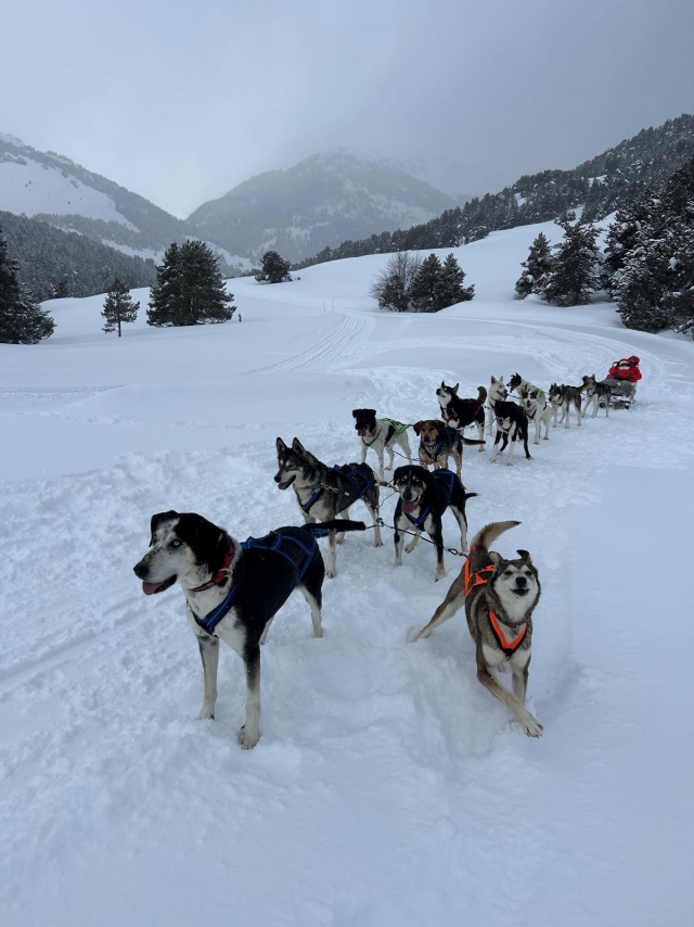 Opinione di Sergio su Percorso Mushing 10 km Senda de los Osos 1 ora adulto