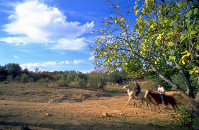 act-caballos_vi.jpg