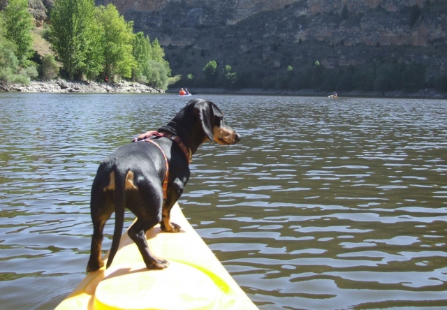 Perro en la piragua