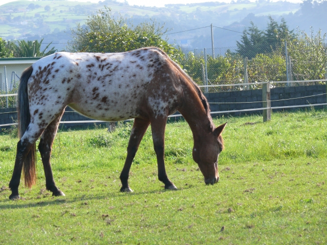Tenemos pasion por nuestros caballos