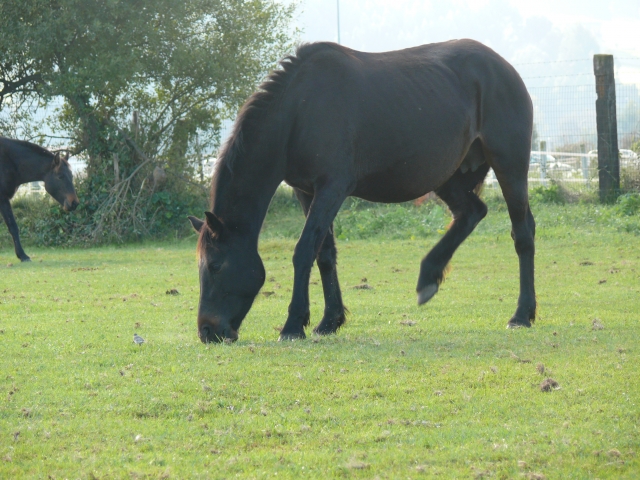 Si te gustan los caballos animate