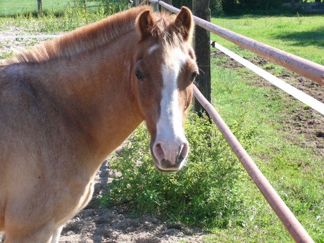Conoce a estos nobles animales