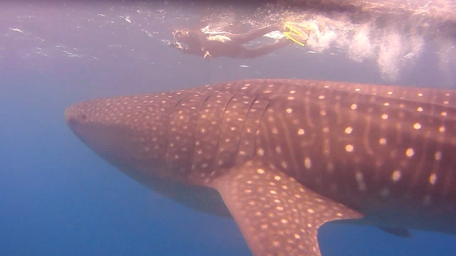 Tiburon en las Maldivas