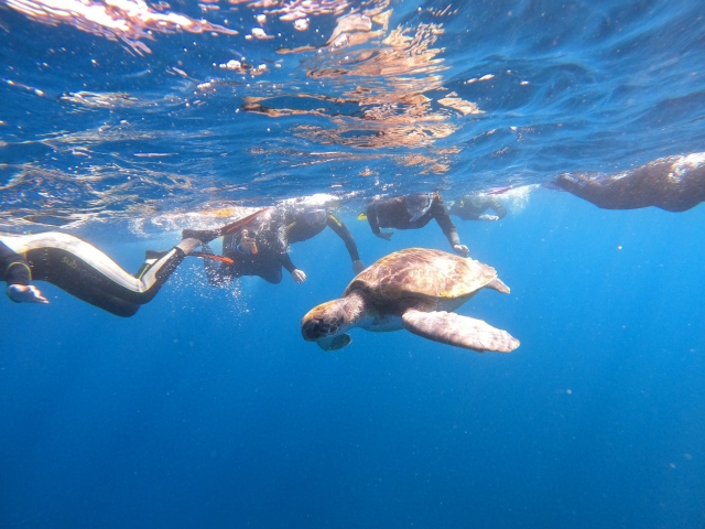 Snorkel con tortugas