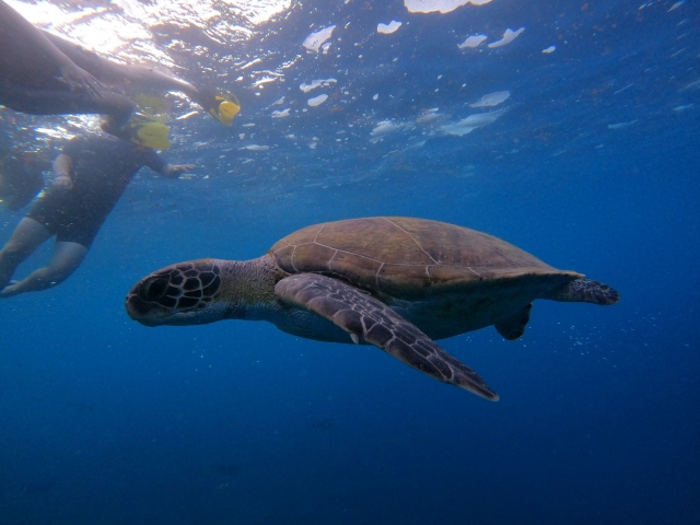 Observando una tortuga marina