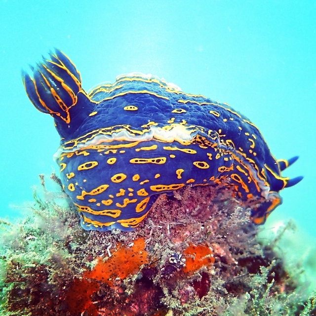 Especies submarinas