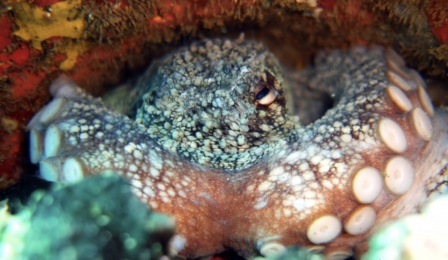 Pulpo