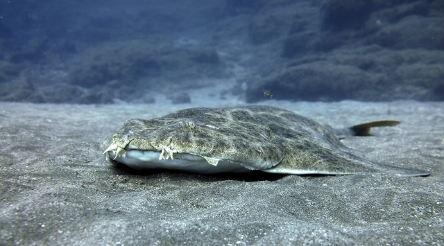 Mantarraya