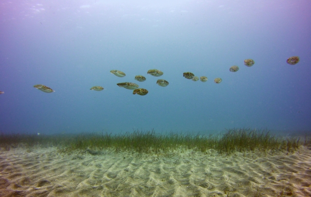 Banco de peces