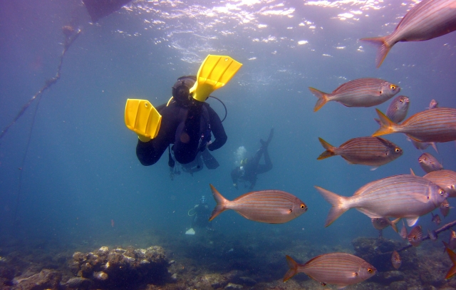 Buceando entre los peces