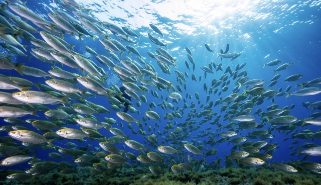  Banc de poissons 