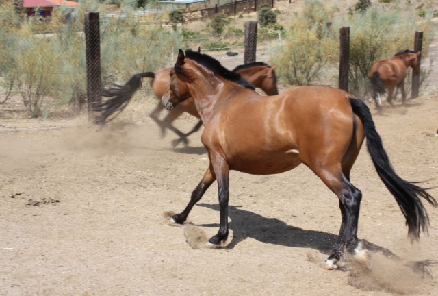 Ride a horse 
