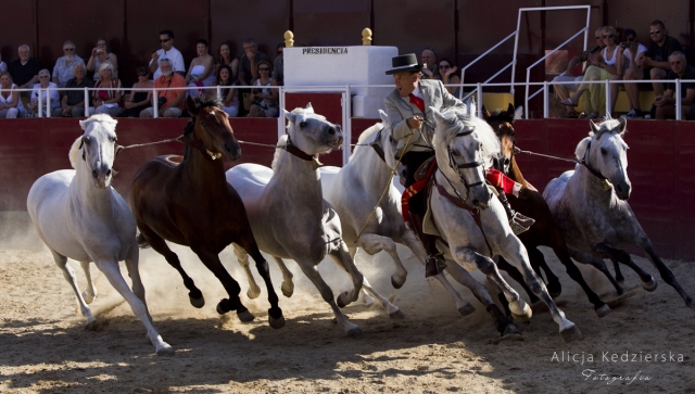  spettacolo equestre 