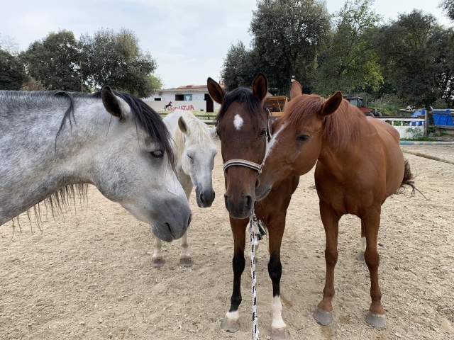  I nostri bellissimi cavalli 