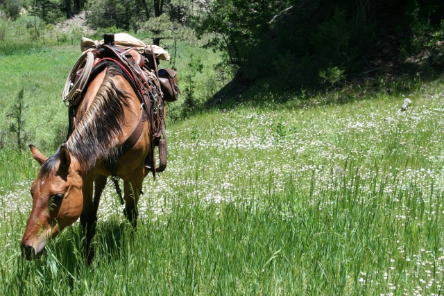 Excursión a caballo en Vizcaya