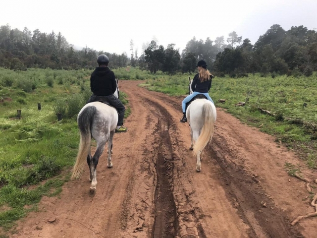 En el camino tinerfeño sobre los caballos