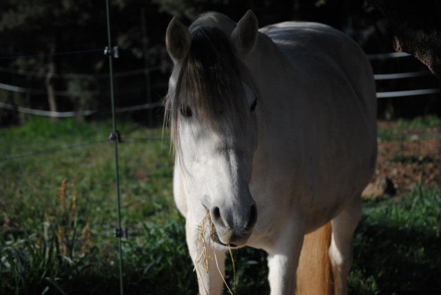 Caballo en llibertad