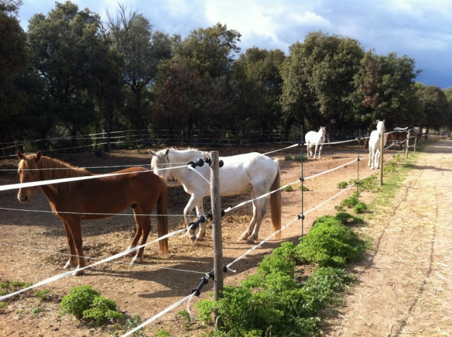 nuestros caballos