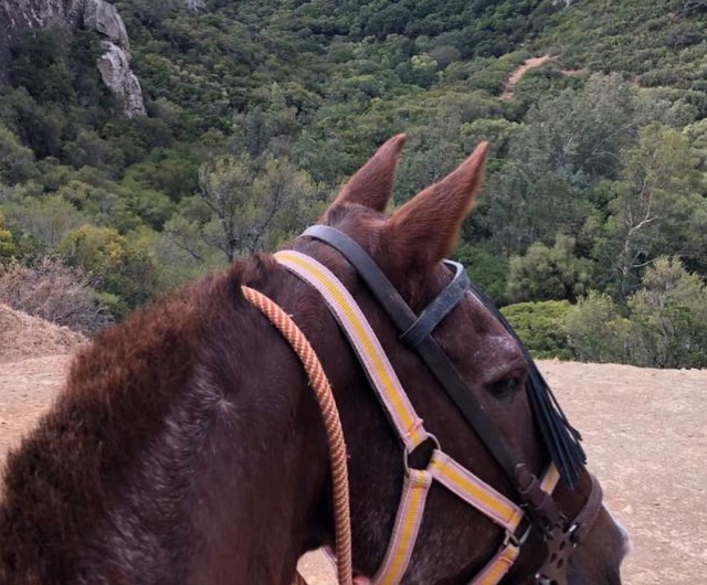  Reiten in Fuengirola 