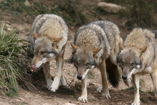 Lobo Europeos