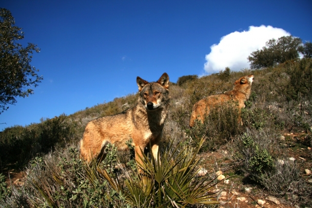 Lobos Iberico en Lobo Park, Antequera