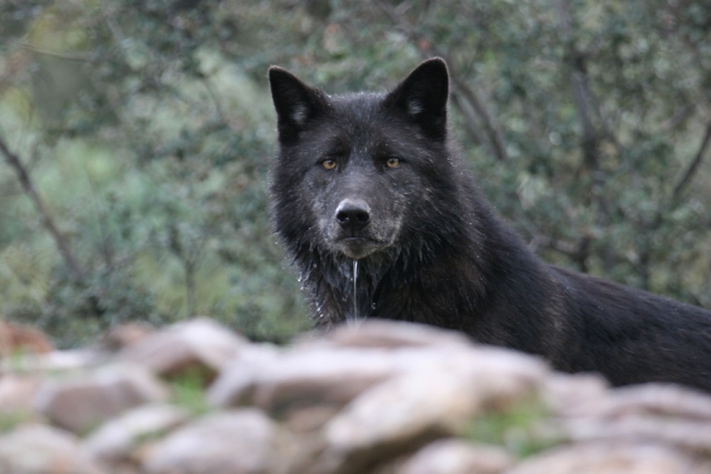 Lobo Timber