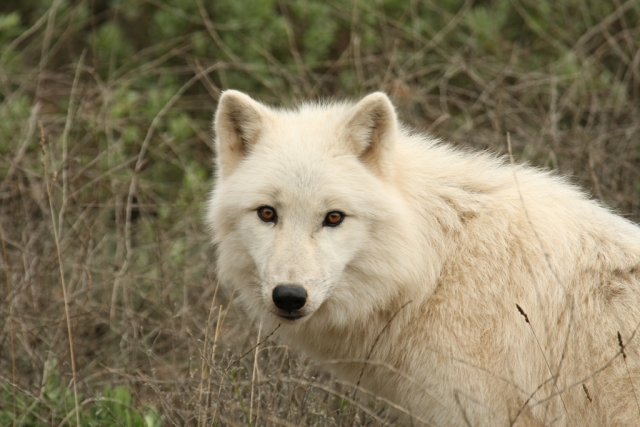 Lobo Tundra