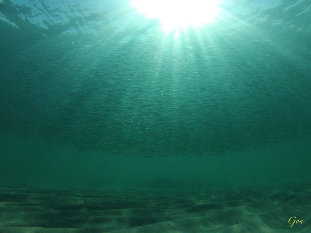  海滩上的博加斯学校 