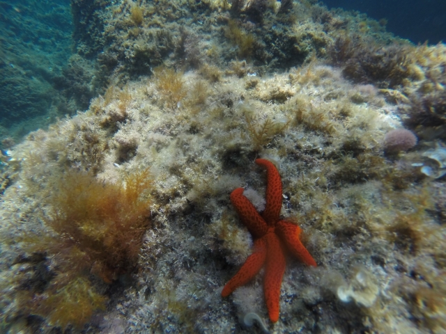  mergulho com snorkel 