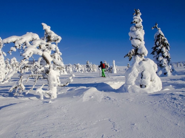  Im gefrorenen Wald mit Schneeschuhen 