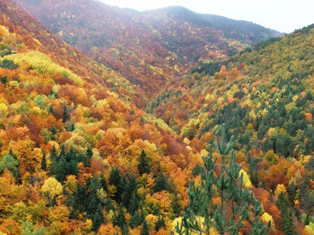  Ribagorza-Wald 